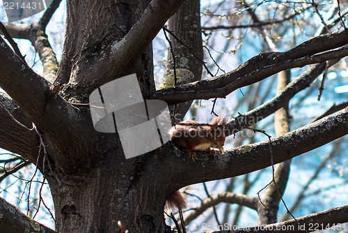 Image of Red squirrel