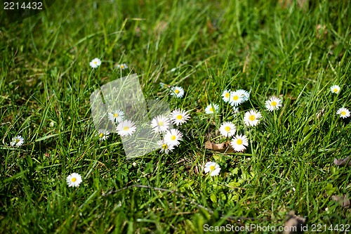 Image of White daisies