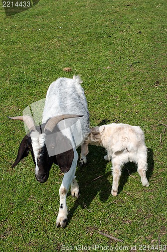 Image of white goat suckling lamb