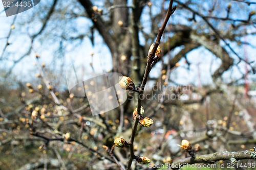 Image of First spring buds