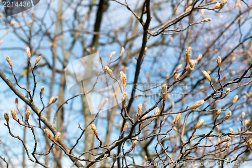 Image of First spring buds