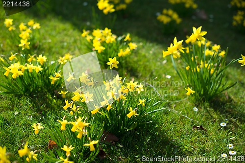 Image of Yellow daffodils