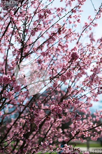 Image of pink blossom sukura flowers