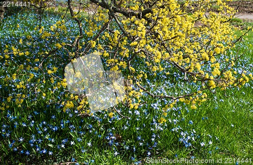 Image of spring blossoms