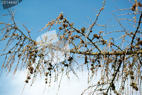 Image of old dry branches