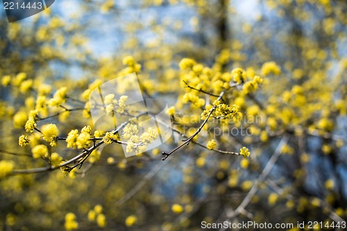 Image of yellow blooming shrub