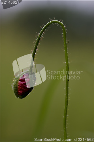 Image of flowering  close up of   pink rosa canina