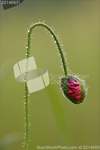 Image of flowering macro close up of a red  pink rosa 