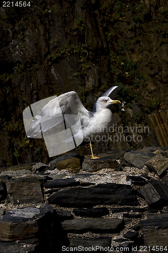 Image of sea gull  in the rock of