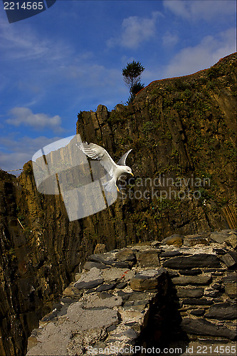 Image of the side of sea gull  flying   