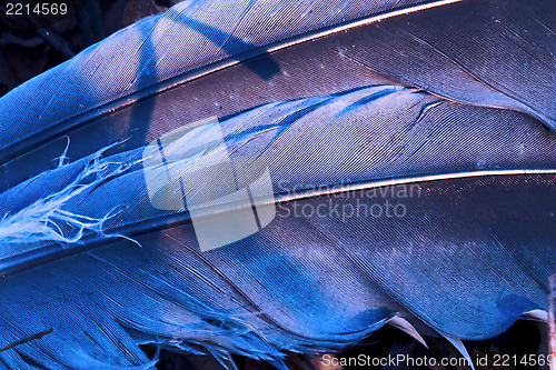 Image of crow plumage blue and abstract