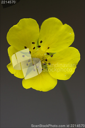 Image of macro close up of a yellow geum urbanum rosacee 