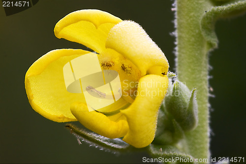 Image of  primula veris  primulacee  yellow flower oenothera biennis