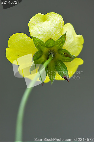 Image of rear macro close up of a yellow geum urbanum rosacee