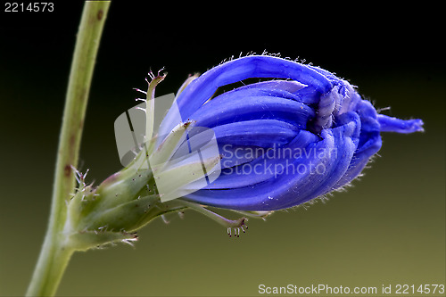 Image of blue composite  cichorium intybus pumilium