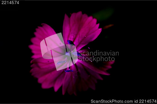 Image of  blue violet dianthus