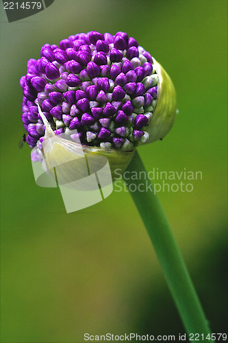 Image of allium ampeloprasum commutatum liliacee green background 