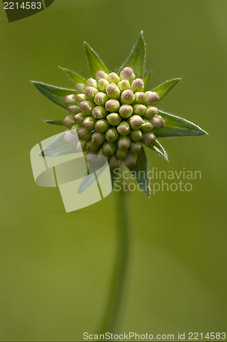 Image of mpeloprasum commutatum liliacee  green background 