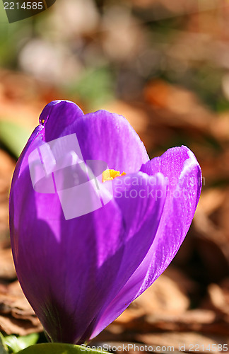 Image of purple crocus