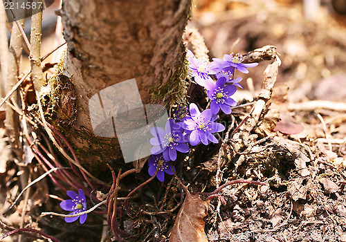 Image of powder blue