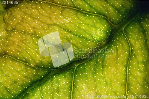 Image of  yellow  leaf and his veins