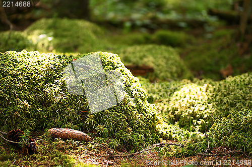 Image of moss