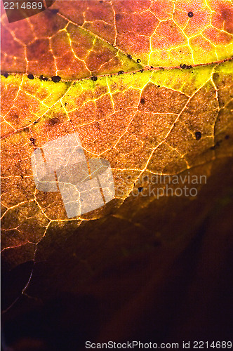 Image of  abstract of a  yellow red  black brown leaf