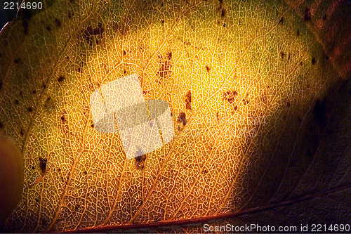 Image of abstract of a green yellow  leaf and his veins