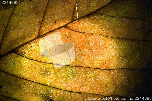 Image of  macro close up abstract of a green yellow  leaf 