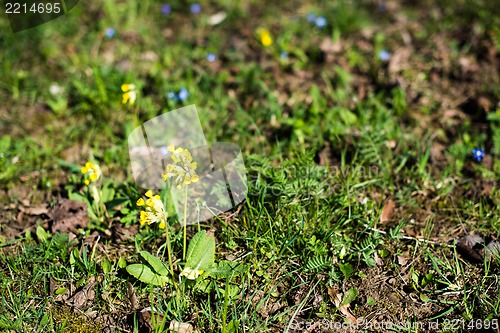 Image of Spring meadow with Cowslips