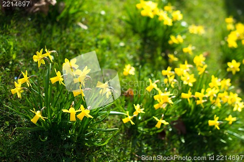 Image of Yellow daffodils