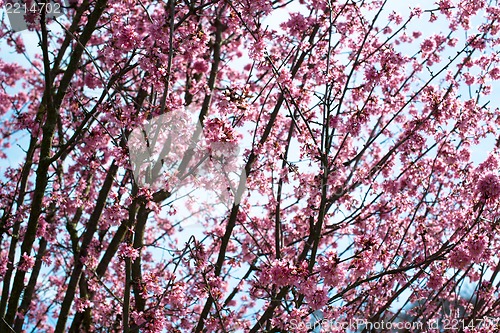 Image of pink blossom sukura flowers