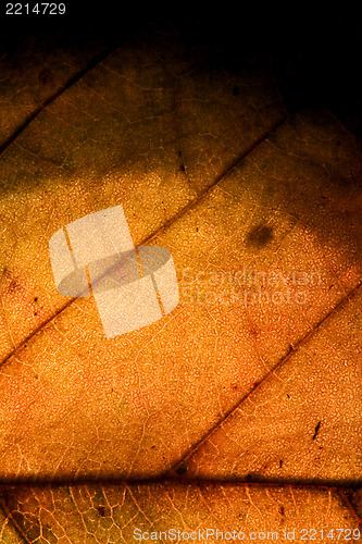 Image of background  macro abstract of a  yellow