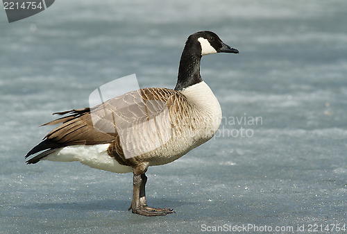 Image of Canadian goose