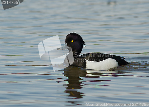 Image of Tufted duck