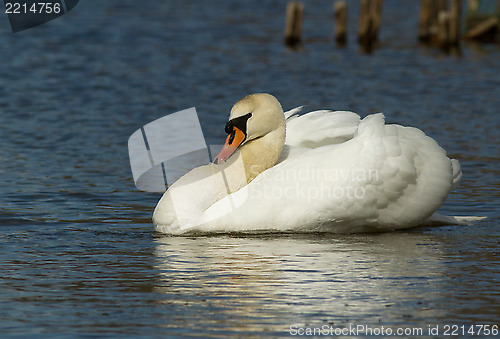 Image of Muted Swan