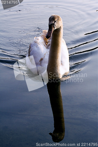 Image of front of little white swan    