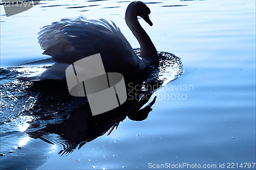 Image of little white swan    black eye