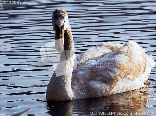 Image of side of little white swan 