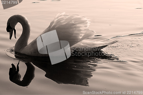 Image of swan    black eye in the river 