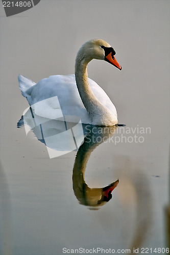 Image of italy reflex white swan 