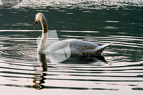 Image of italy green side swan