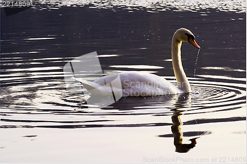 Image of italy side of little white swan     