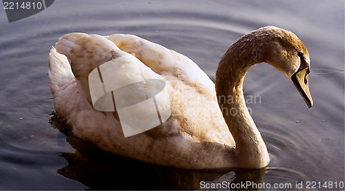 Image of  little swan    black   in the river