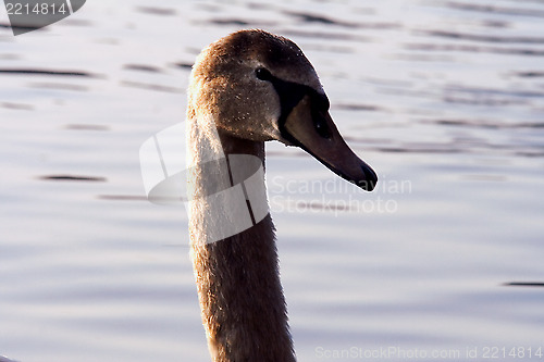Image of  front    black eye