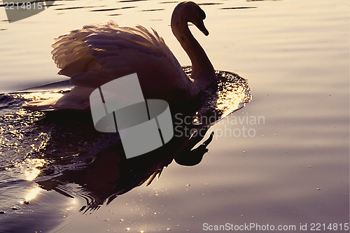 Image of  front  of little white swan gold 