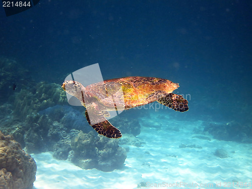 Image of sea turtle