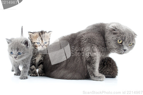 Image of family portrait of Scottish fold cats