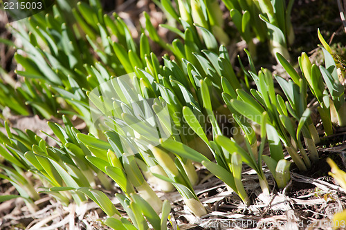 Image of spring sprouts