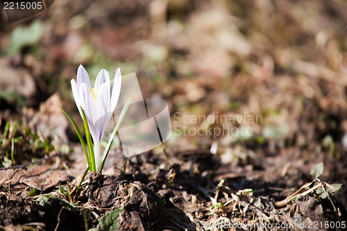 Image of spring flower